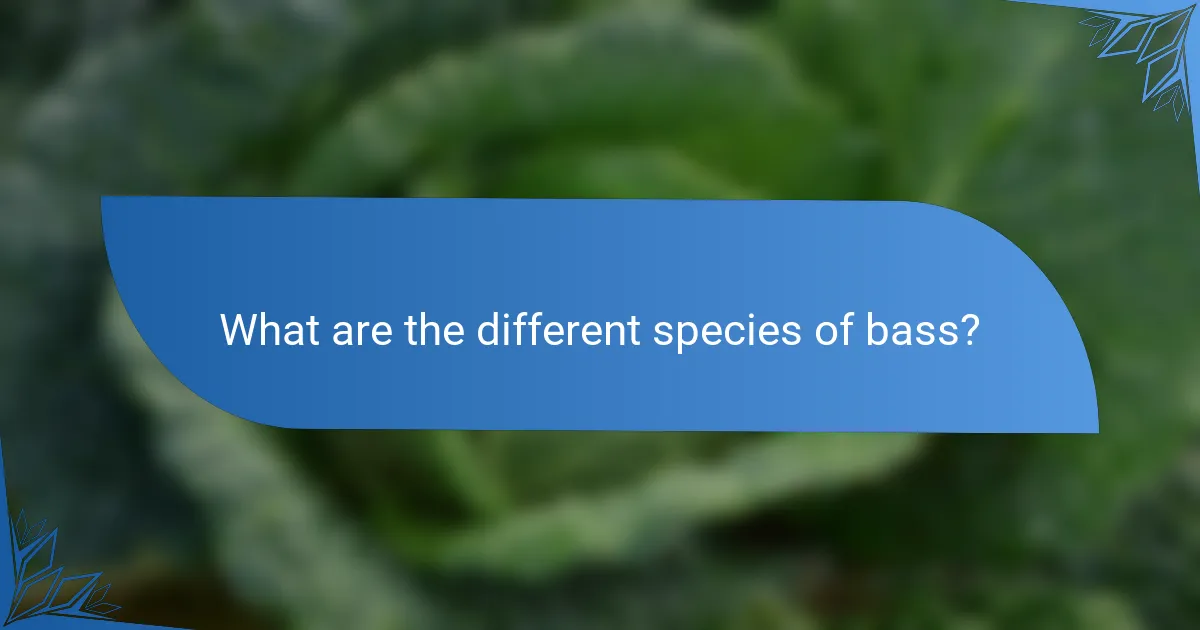 What are the different species of bass?
